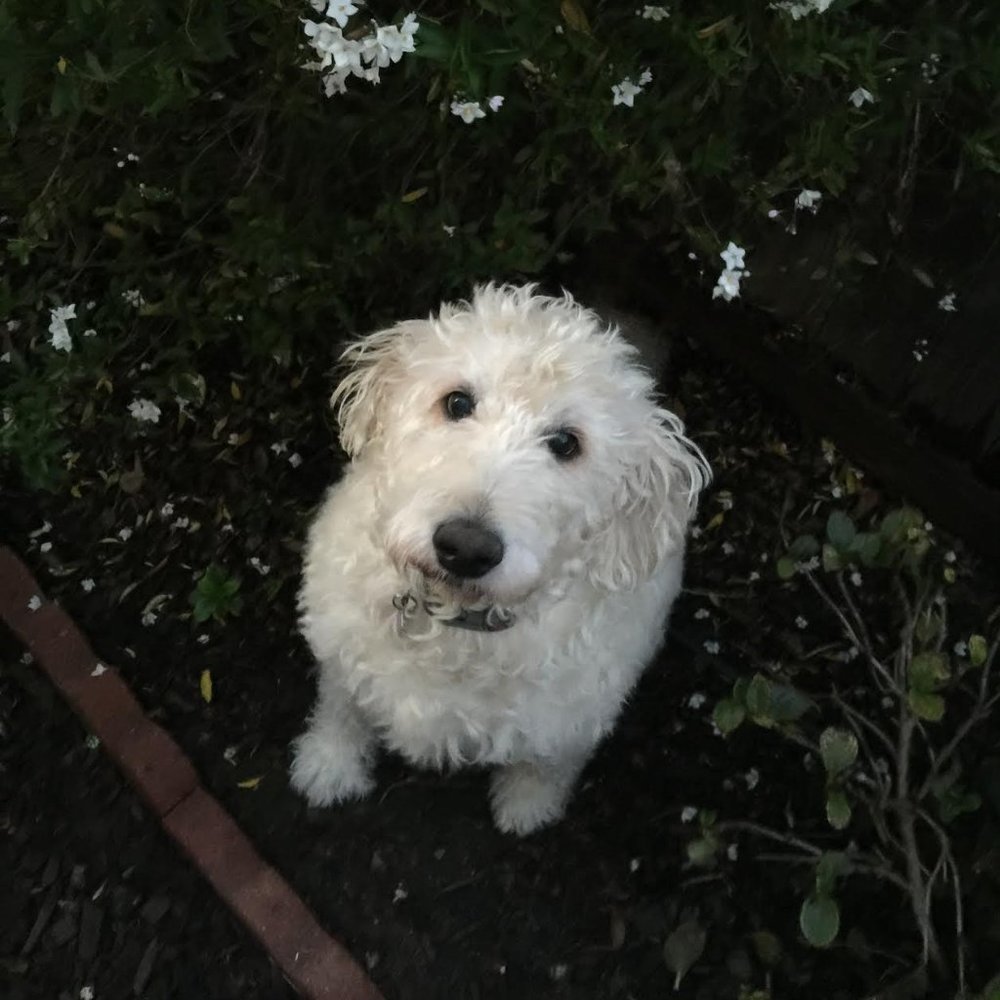 Meet your Posher, Hana